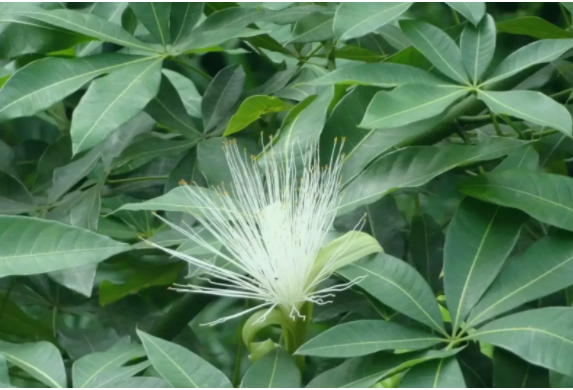 發(fā)財樹開花后怎么辦？